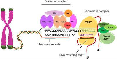 Reactivation of telomerase reverse transcriptase expression in cancer: the role of TERT promoter mutations
